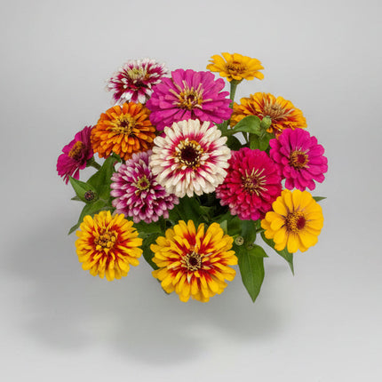 Zinnia, mélange impr. Whirlygig