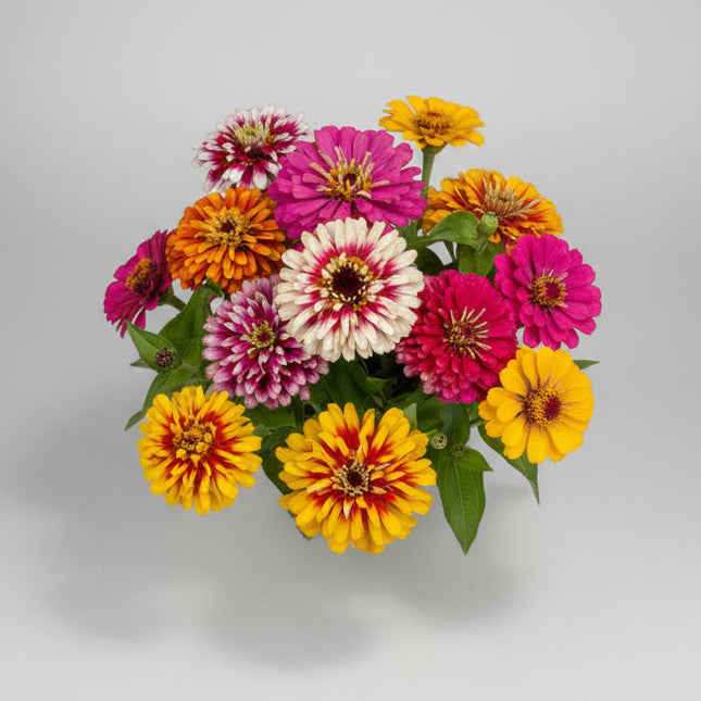 Zinnia Whirlygig Mix Seeds – Heirloom Bicolor Specialty Favorite