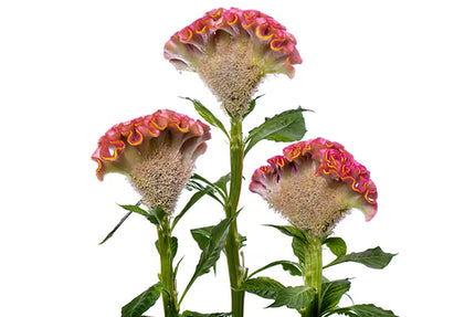 Celosia ACT Series Seeds – Professional Crested Cockscomb Cut Flower Standard