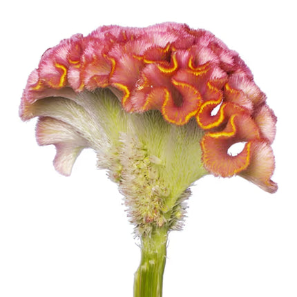 Celosia ACT Series Seeds – Professional Crested Cockscomb Cut Flower Standard