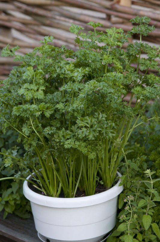 Celery, Zwolsche Krul (curly)